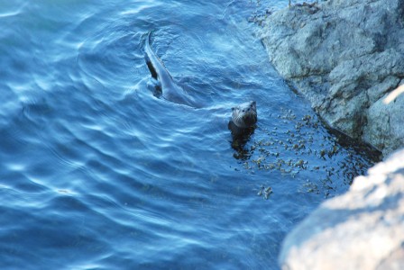 River Otter | Jones Island | San Juan Islands | David B Cruise